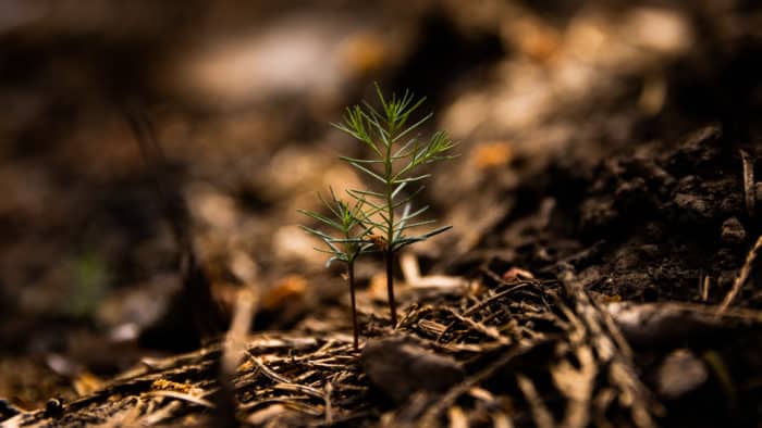 Sequoia seedlings