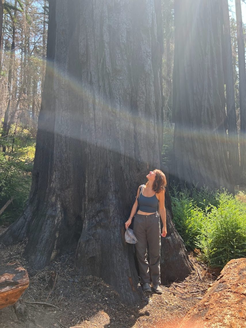 A woman stands at the base of a large blackened coast redwood tree trunk, looking up.