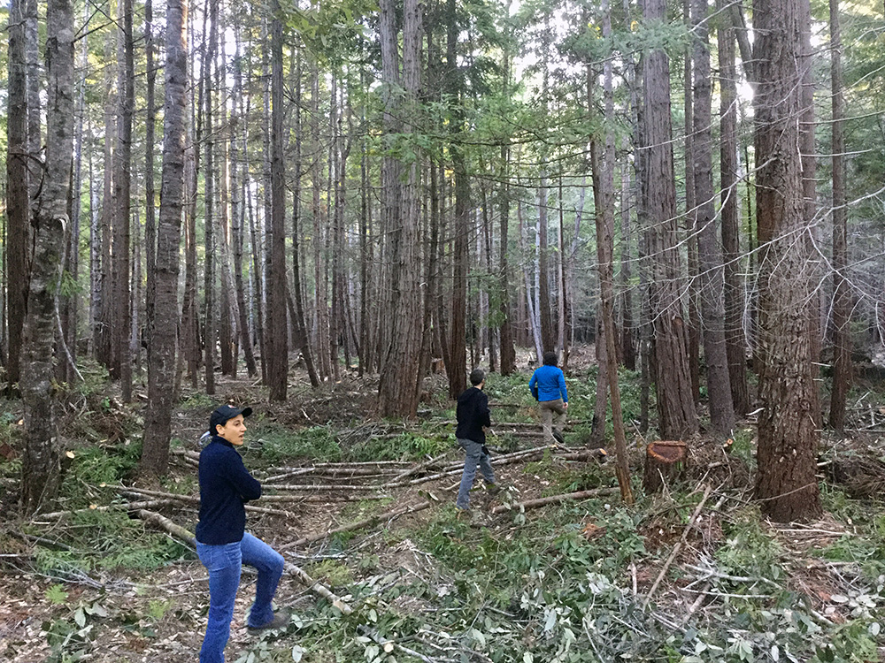 Restoration site at ground level. The trees here are young coast redwoods, Douglas fir, and tanoak. Photo by Anthony Castaños