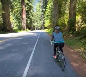 A person bicycling on a road through the a redwood forest. Trees line both sides of the road..