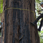 Stephen Sillett and Marie Antoine climbing Muir Woods redwoods.