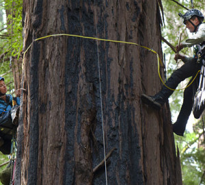 Stephen Sillett and Marie Antoine climbing Muir Woods redwoods.