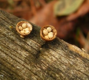 Bird's nest fungus. Photo by pellaea, Flickr Creative Commons.