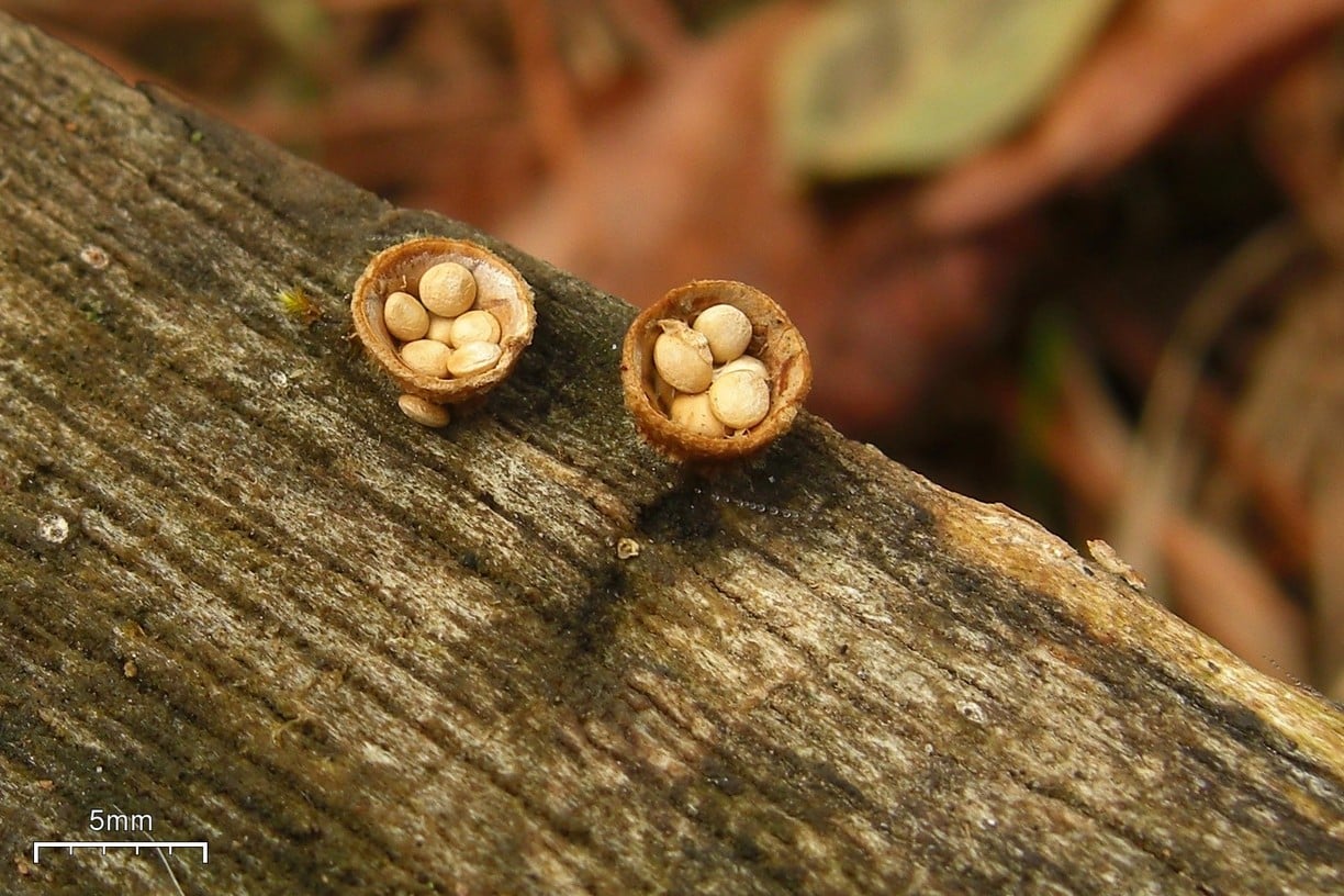 Bird's Nest Fungus in the Forest - Save the Redwoods League