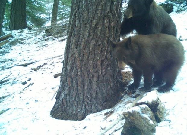 Black Bears