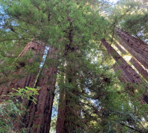 View of a redwood forest canopy from the forest floor