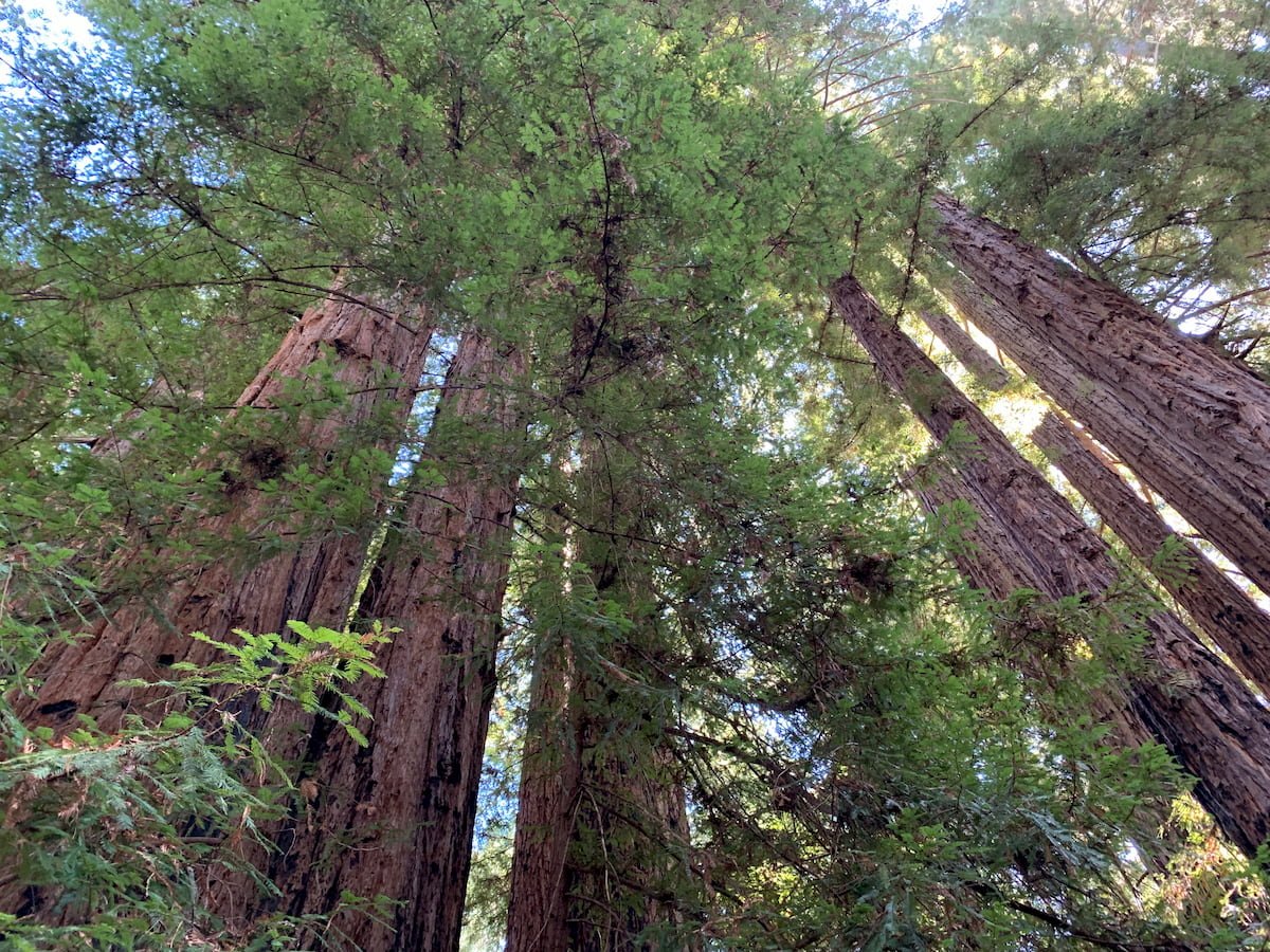 View of a redwood forest canopy from the forest floor