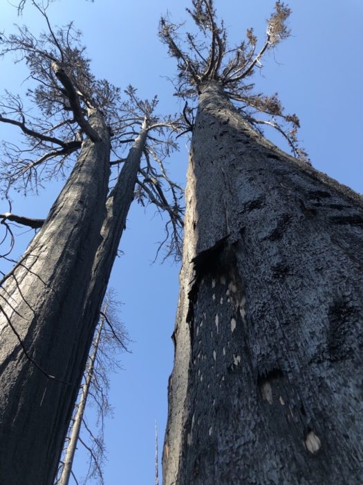 black mountain fire mortality