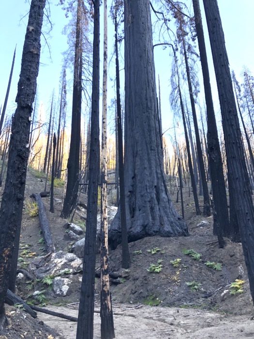 black mountain sequoia mortality
