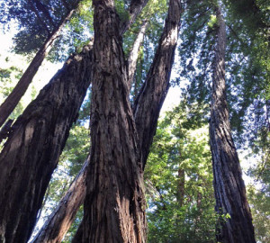 Forest of Nisene Marks State Park.