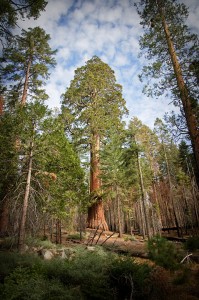 Mariposa Grove, Yosemite. Photo by MissMae, Flickr Creative Commons