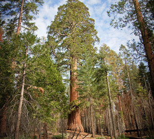 Mariposa Grove, Yosemite. Photo by MissMae, Flickr Creative Commons