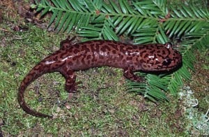 California Giant Salamander. Photo by William Leonard