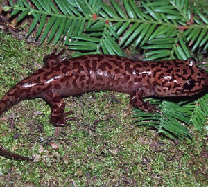 California Giant Salamander. Photo by William Leonard