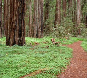 Grove in Hendy Woods State Park.