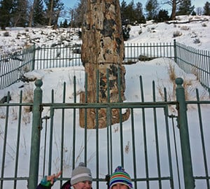 Megan Ferreira and I stand next to one of Yellowstone's remarkable petrified redwoods.