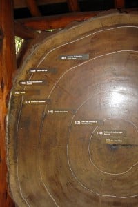 Visitors to Muir Woods can see the dates of redwood tree rings.Visitors to Muir Woods can see the dates of redwood tree rings.