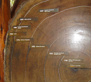 Visitors to Muir Woods can see the dates of redwood tree rings.Visitors to Muir Woods can see the dates of redwood tree rings.