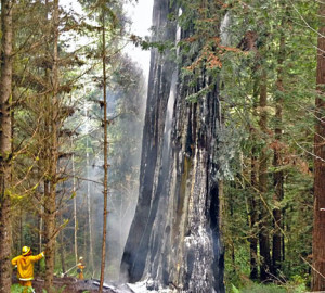 The ancient tree known as “Treebeard” has often been used as a traveler camp, and though burned from the inside many times, it has survived with some portions left dead from the fires. Photo by Mark Andre, Environmental Services