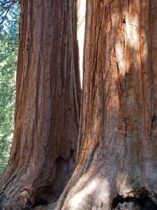 Mammoth trunks of giant sequoias in Mariposa Grove.