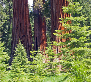 Giant sequoias in Mariposa Grove, Yosemite.