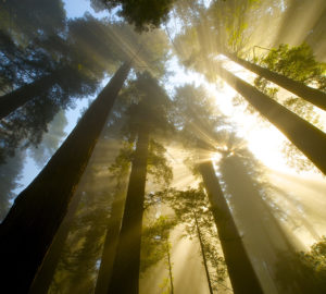 Del Norte Coast Redwoods State Park. Photo by Jon Parmentier