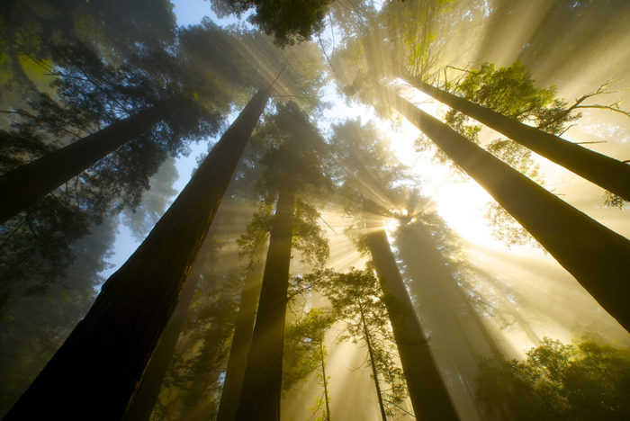 Del Norte Coast Redwoods State Park. Photo by Jon Parmentier