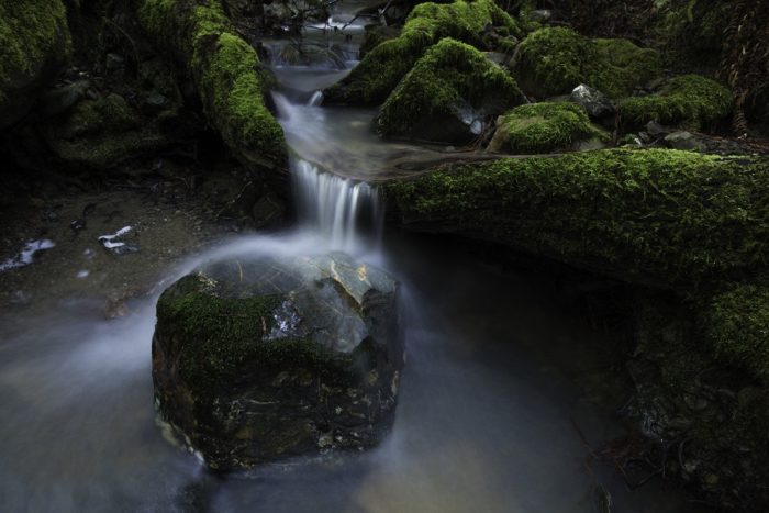 Harold Richardson Redwoods Reserve. Photo by Mike Shoys