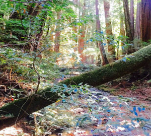 Creek running through Muir Woods. Photo by Brandon Chiu