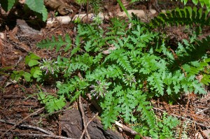 Dudley's lousewort (Pedicularis dudleyi). Photo by asadotzler, Flickr Creative Commons