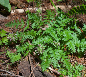 Dudley's lousewort (Pedicularis dudleyi). Photo by asadotzler, Flickr Creative Commons