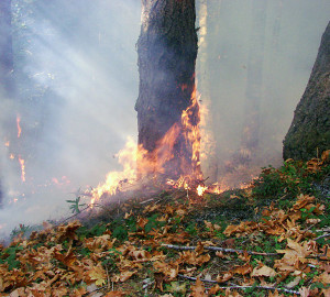 Deliberate burning as a restoration tool. Images by Leonel Arguello, National Park Service