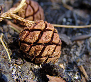 Giant sequoia cones. Photo by Mark Bult