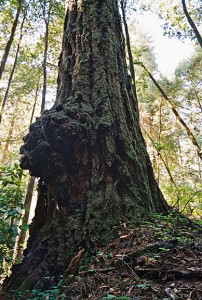 Redwood burl.