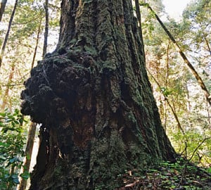 Redwood burl. Photo by Peter Montesano