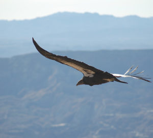 The California condor is listed as "Critically Endangered." Pacific Southwest Region USFWS, Flickr Creative Commons