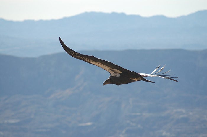 The California condor is listed as "Critically Endangered." Pacific Southwest Region USFWS, Flickr Creative Commons