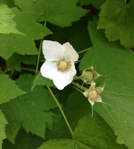 White flowers of thimbleberry turn into spectacular red berries in the summer. Are the berries ripe in your neck of the woods?