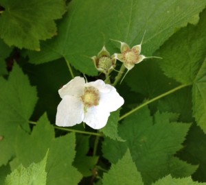 White flowers of thimbleberry turn into spectacular red berries in the summer. Are the berries ripe in your neck of the woods?