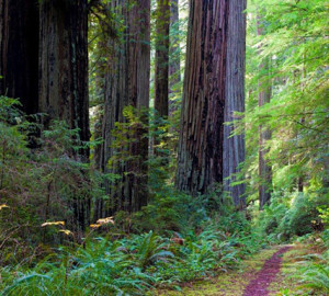 The Coastal Trail, Last Chance section, Del Norte Coast Redwoods State Park. Photo by David Baselt