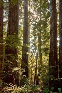 CEMEX Redwoods. Photo by Karl Kroeber