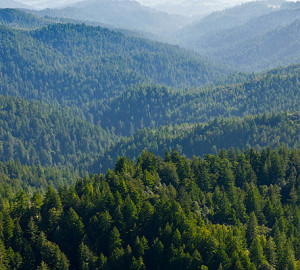 Aerial view of CEMEX Redwoods. Photo by William K. Matthias