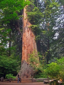 Giant in Prairie Creek Redwoods State Park.