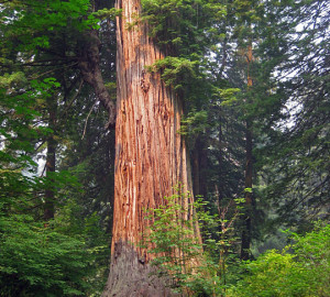 Giant in Prairie Creek Redwoods State Park.