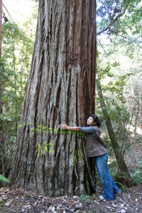 You helped us protect the Noyo River Redwoods. Photo by Julie Martin