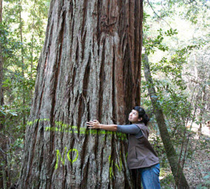 You helped us protect the Noyo River Redwoods. Photo by Julie Martin