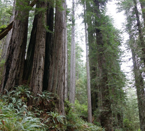 Hiking the James Irvine Trail in Prairie Creek Redwoods State Park.