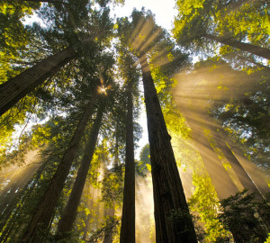 Sun through the redwoods. Photo by parmsongs, Flickr Creative Commons