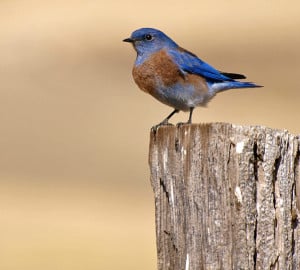 Western Bluebird (Sialia mexicana). Photo by ingridtaylar, Flickr Creative Commons