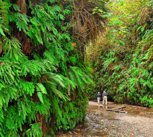 Fern Canyon at Prairie Creek Redwoods State Park. Photo by Kirt Edblom, Flickr Creative Commons